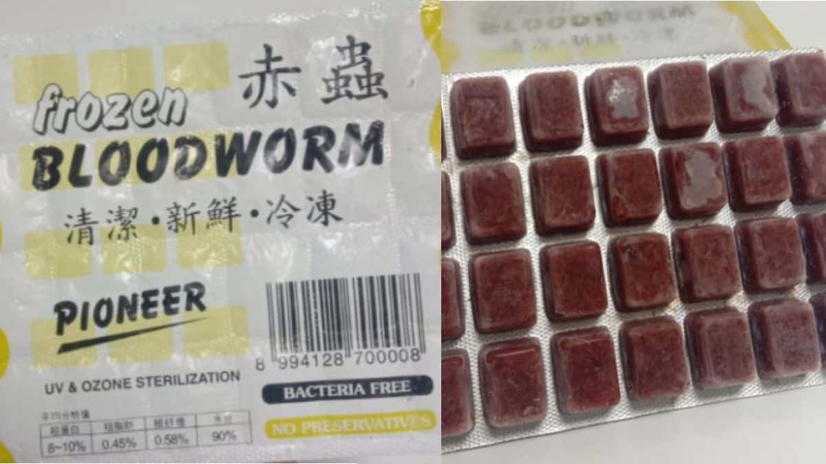 Cacing Beku (Frozen Worm)